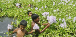 The Growing Pet Culture in Bangladesh: Caring for Dogs the Right Way The Growing Pet Culture in Bangladesh